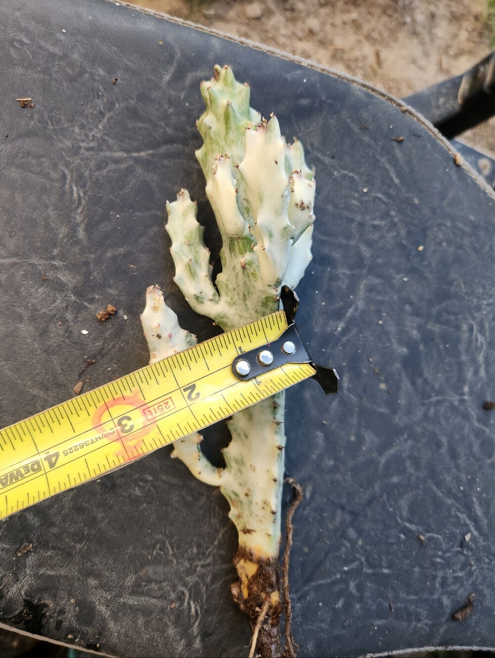 RARE 10" Euphorbia Lactea Ghost Variegated Dragon Bones With multiple arms - Picture 10 of 14